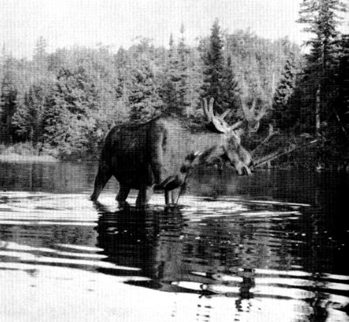 Figure 30.—Moose are also killed by wolves.
(Photo courtesy of Allan Taylor.)