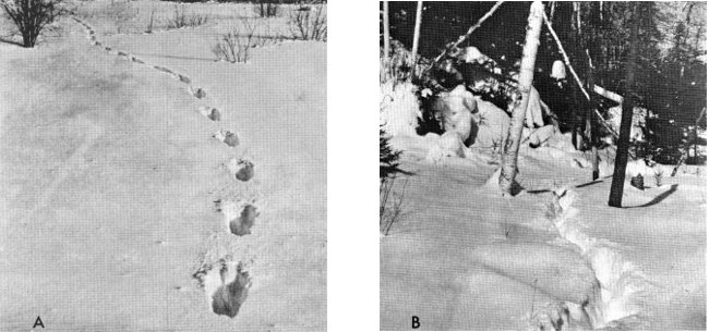 Figure 7.—(A) A single wolf must break his own trail through the snow.
(Photo courtesy of L. D. Frenzel.) (B) Regular use by a pack keeps trails
open. (Photo courtesy of L. D. Mech.)