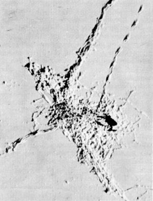 Figure 9.—Usually the remains of a wolf kill are
well chewed and scattered before the wolves
abandon them. (Photo courtesy of L. D.
Mech.)