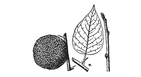 OSAGE ORANGE