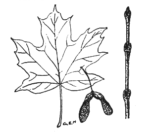 SUGAR MAPLE