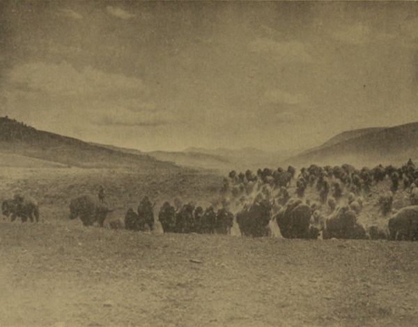 BUFFALO HERD