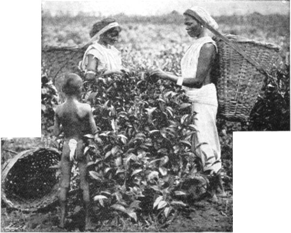 PLUCKING THE TEA LEAVES.