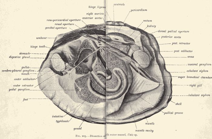 Dissection of fresh-water mussel.