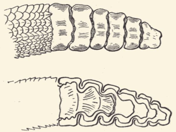 The rattles of the rattlesnake.