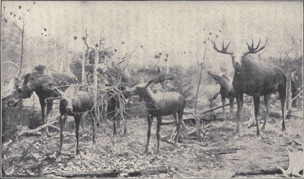 A group of moose.