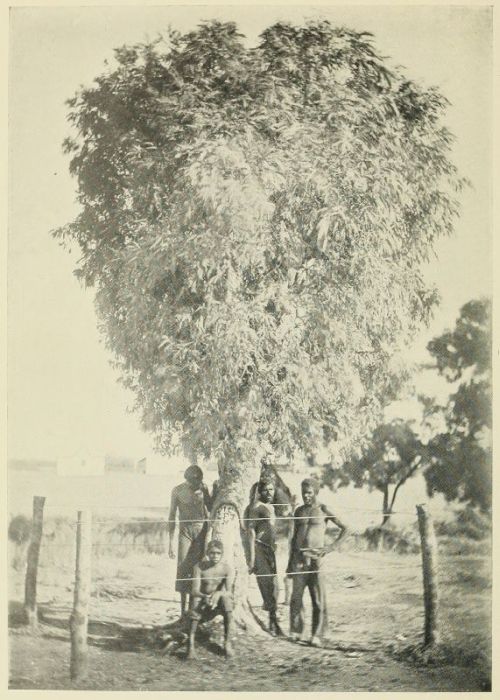 "Leichardt's" Tree.