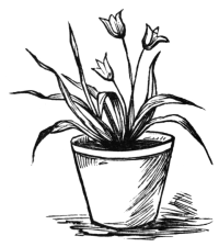 Flower in pot