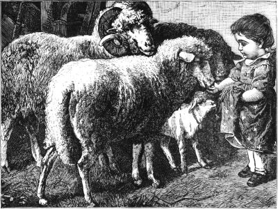 Child and sheep