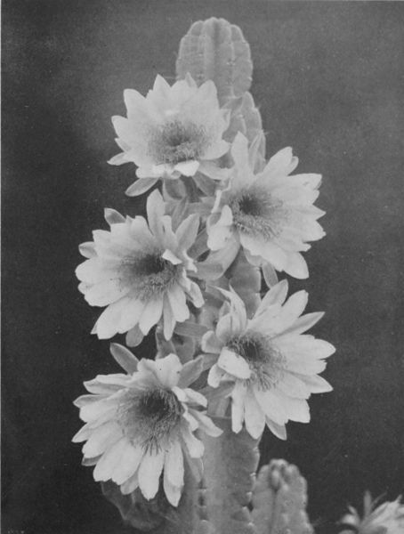 A DESERT CACTUS IN BLOSSOM—ONE OF MANY VARIETIES