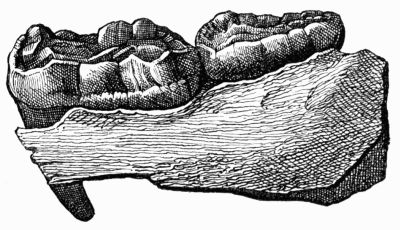 Lower jaw fragment