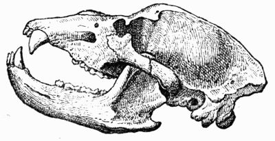 Head of a cave bear