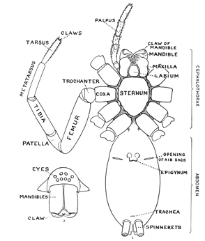 Fig. 1.Diagram of the under side of a spider, with the legs removed except one.
Fig. 2.Front of head, showing the eyes and mandibles.