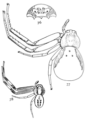 Figs. 76, 77, 78. Misumena
vatia.—76, head
and eyes seen from in
front. 77, female enlarged
four times.
78, male enlarged four
times.