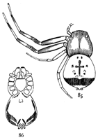 Figs. 85, 86. Synema parvula.—Enlarged
eight times. 85, upper side. 86, under side.