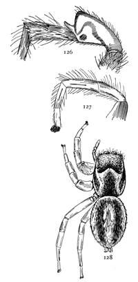 Figs. 126, 127, 128. Habrocestum
peregrinum.—128, female enlarged
six times. 126, third leg. 127, first leg.