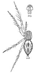 Figs. 218, 219. Oxyopes salticus.—218,
female enlarged
six times. 219, front of head.