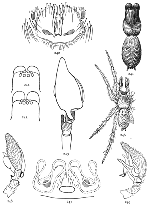 Figs. 241, 242, 243, 244, 245, 246, 247, 248,
249. Tegenaria longitarsus.—241, back of female. 242, epigynum.
243, palpus of male seen from above. 244, head of Tegenaria medicinalis. 245, head
of Tegenaria longitarsus. Tegenaria complicata.—246, female enlarged four times.
247, epigynum. 248, 249, male palpus.