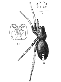 Figs. 20, 21, 22. Geotrecha
crocata.—22,
female enlarged
four times. 20, eyes
seen from in front.
21, maxillæ, labium,
and ends of mandibles
from below.