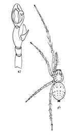 Figs. 46, 47. Anyphæna
saltabunda.—46, female enlarged six times. 47, palpus of male.