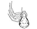 Fig. 105. Philodromus ornatus.—Female
enlarged six times.