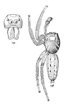 Figs. 138, 139. Plexippus puerperus.—138, male enlarged six times.
139, front of head of male.