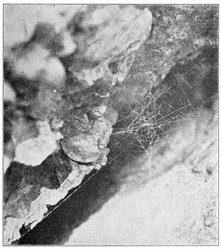 Fig. 257. Web of young Theridium tepidariorum in a crack of a rock. Half the real size.
The spider stood in the middle under the closely woven part.