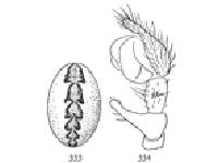 Figs. 333, 334. Linyphia phrygiana.—333,
markings of abdomen
enlarged eight times. 334,
palpus of male.