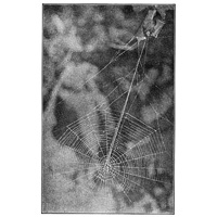 Fig. 397. Web of Epeira insularis, with nest above
covered with leaves and several threads leading
from the nest to the center of the web.