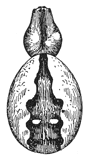 Fig. 414. Epeira
placida.