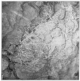 Fig. 488. Web of Amaurobius sylvestris on a rough conglomerate rock.
The spider had a nest in a crack at one side.