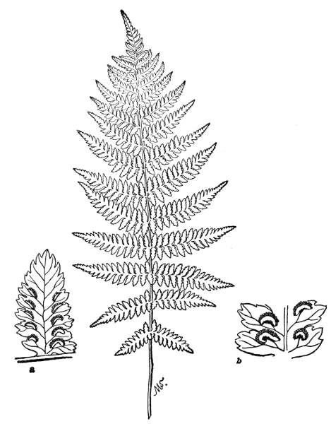 PLATE XV LADY FERN