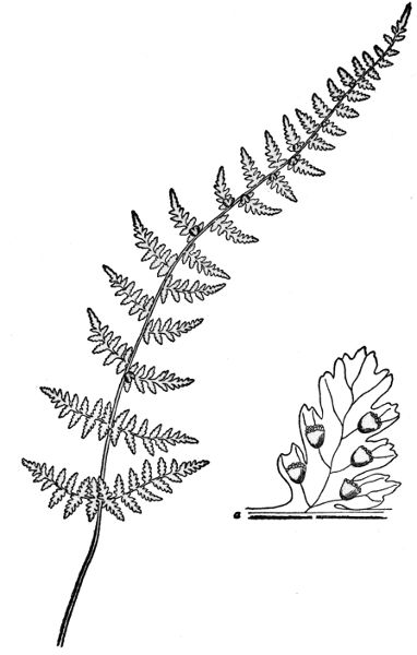 PLATE XXXVII
BULBLET BLADDER FERN