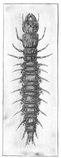 Fig. 51. The dobson makes no pretensions to beauty. (Natural size).