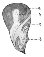 Fig. 277. Parts of corn kernel.