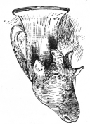 Fig. 6.—Greek Rhyton. (Trumbull-Prime Coll., N. Y.
Metropolitan Museum.)