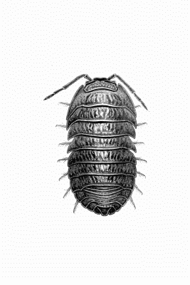 Plate XXV Armadillidium depressum