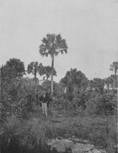 Cabbage Palmetto in Florida