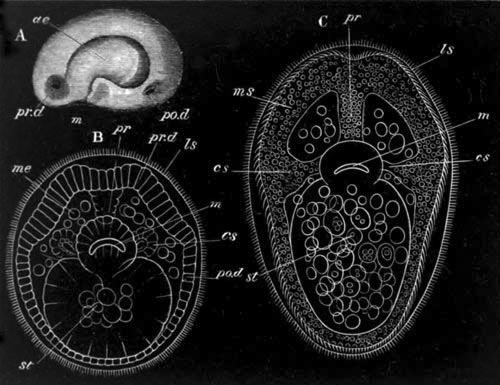 Three Stages in the development of Lineus