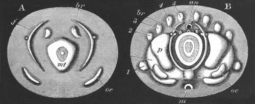 Two view of Sepia