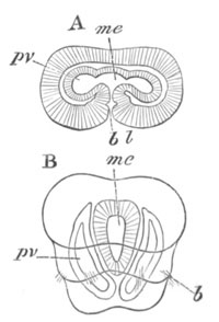 Two stages of Argiope