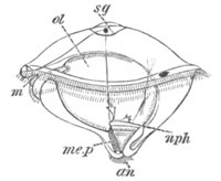 Polygordius larva