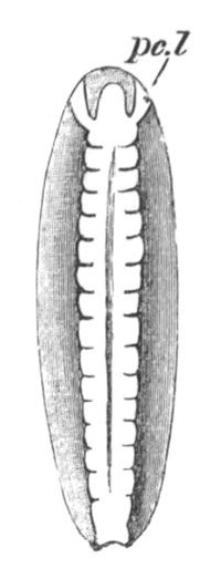 Embryo Of Hydrophilus piceus