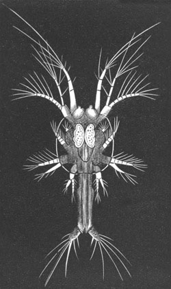 Protozoæa stage of Penæus