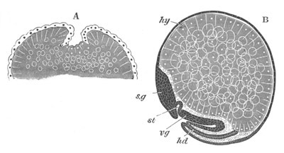 Two stages in the development of Palæmon