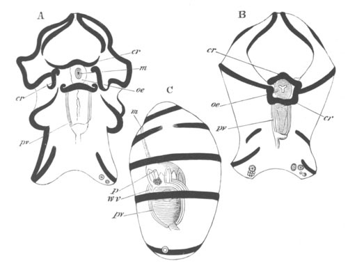 Three stages in the development of Synapta