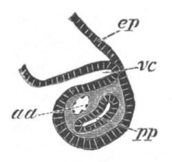 Illustration: Figure 24