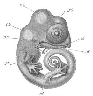 Illustration: Figure 130