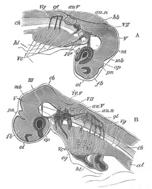 Illustration: Figure 196