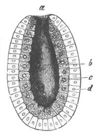 Illustration: Figure 198